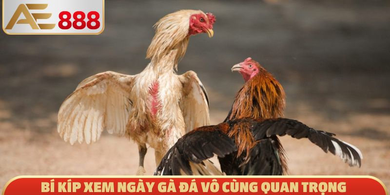 Bí kíp xem ngày gà đá vô cùng quan trọng