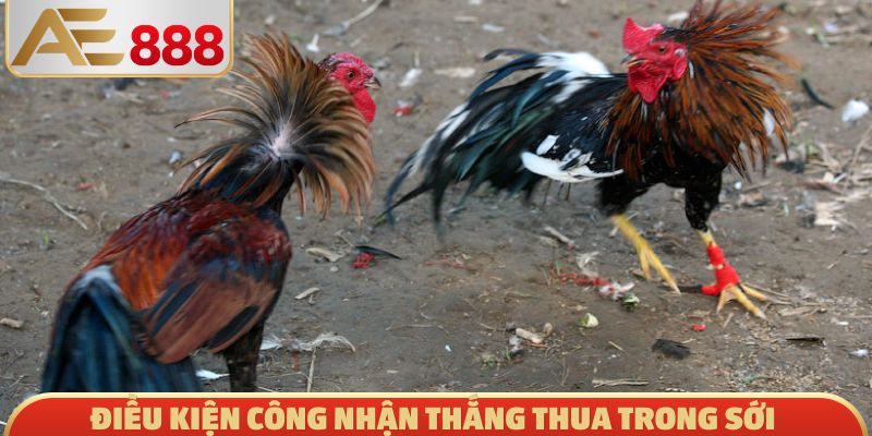 Điều kiện công nhận thắng thua trong sới