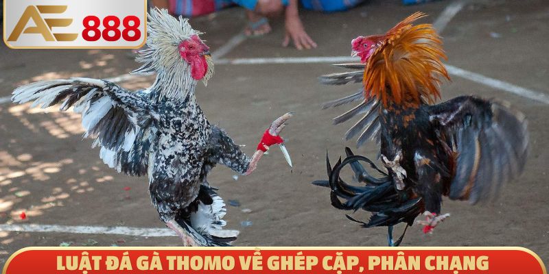 Luật đá gà Thomo về ghép cặp, phân chạng