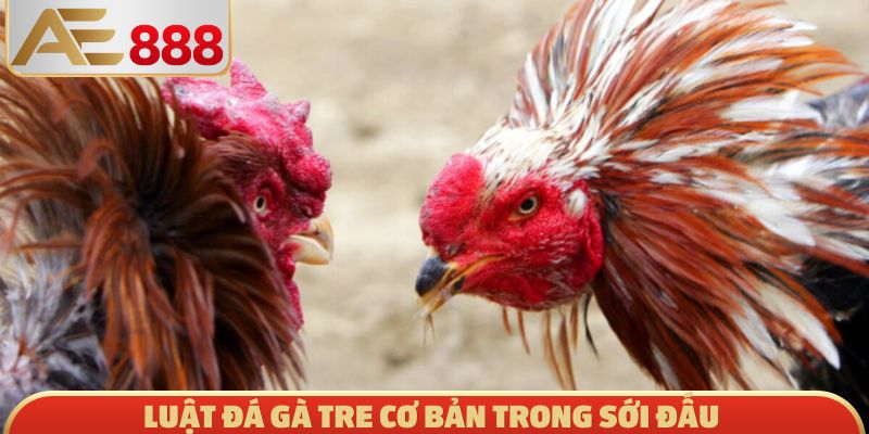 Luật đá gà tre cơ bản trong sới đấu