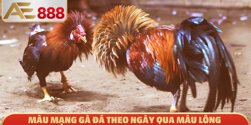 Màu mạng gà đá theo ngày qua màu lông