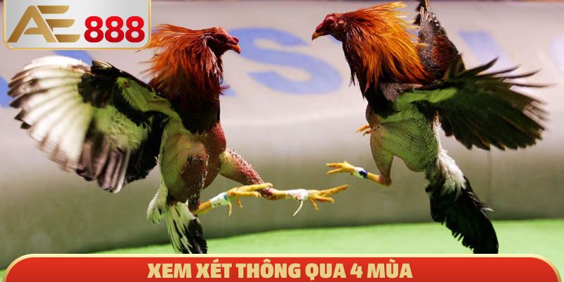 Xem xét thông qua 4 mùa